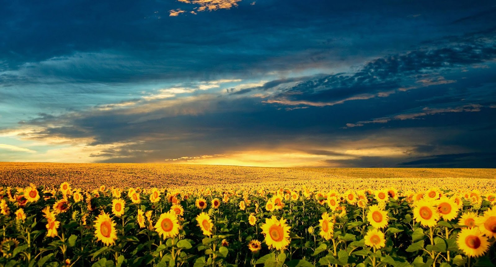 AMAZING NATURE HD WALLPAPERS 1080p ~ HD WALLPAPERS